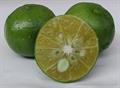 Citrus depressa